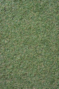 yeşil çim sorunsuz doku.