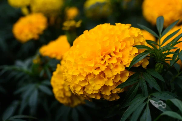 Campo de girassol amarelo brilhante — Fotografia de Stock