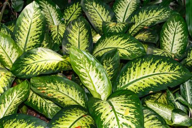 yaprak yeşil arka plan. yeşil yaprak