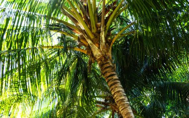 Tatlı Hindistan cevizi ağacı. büyük ve uzun