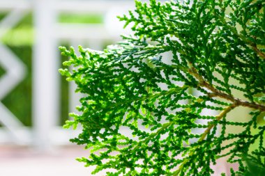 Hinoki cypress green color clipart