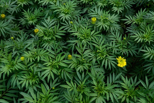 Marigolds are growing. green — Stock Photo, Image