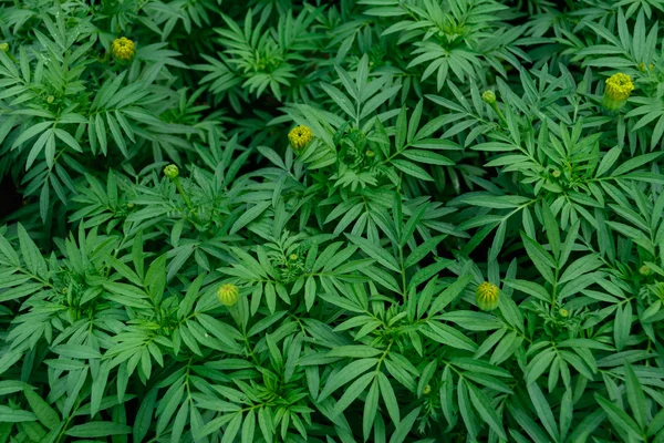 Marigolds büyüyor. yeşil
