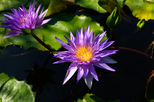 Lotus çiçeği ve lotus çiçek bitki