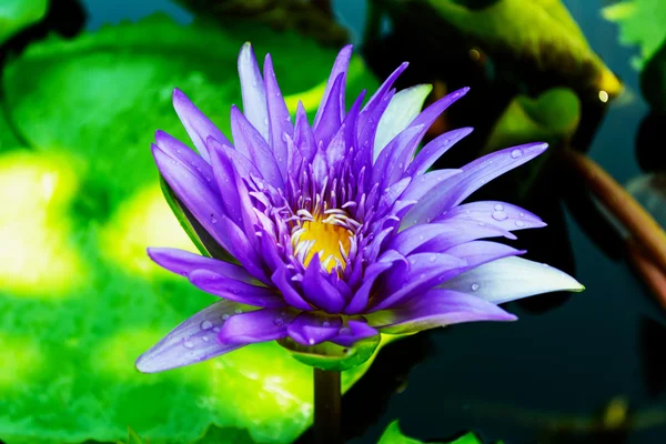 Lotus çiçeği ve lotus çiçek bitki — Stok fotoğraf