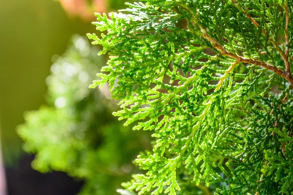 Hinoki cypress green color — Stock Photo, Image