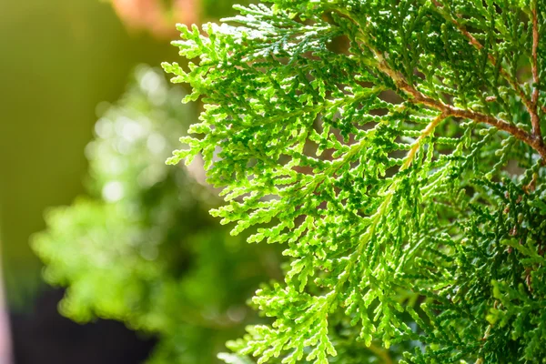 Ciprés Hinoki color verde — Foto de Stock