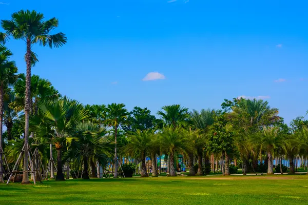 Campo de hierba verde en el parque de la ciudad grande — Foto de Stock