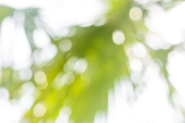 Soyut bokeh yeşil arka plan bulanıklık