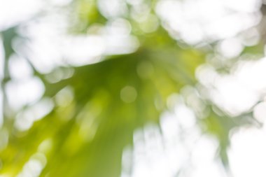 Soyut bokeh yeşil arka plan bulanıklık