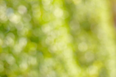 Soyut bokeh yeşil arka plan bulanıklık