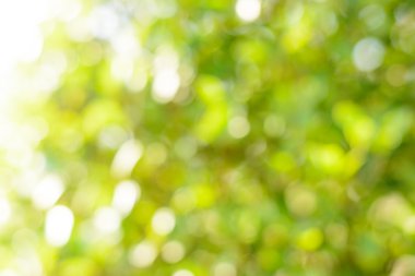 Soyut bokeh yeşil arka plan bulanıklık