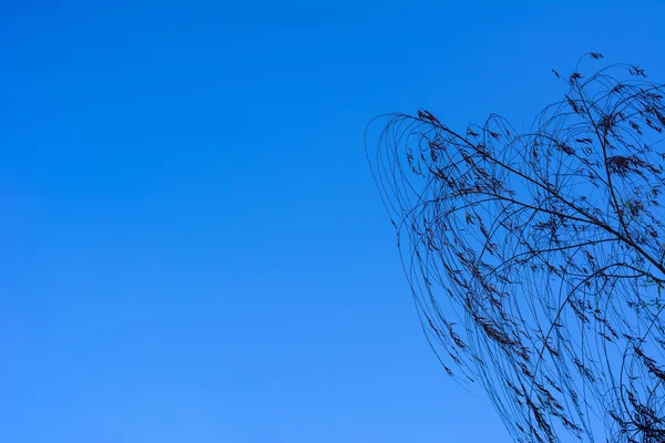 Árvore no fundo céu azul — Fotografia de Stock