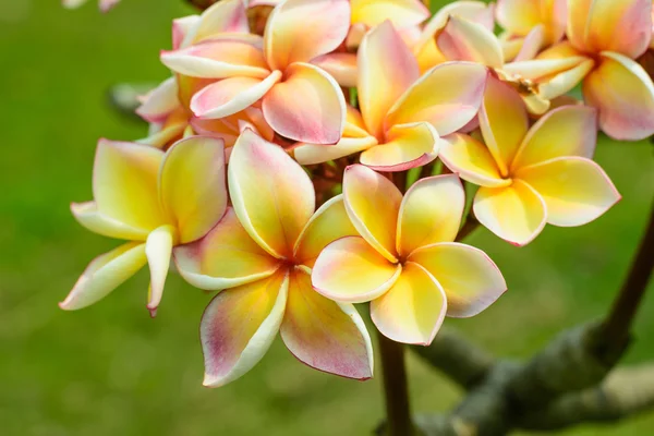 Frangipani-Blüten in der Nähe frisch — Stockfoto