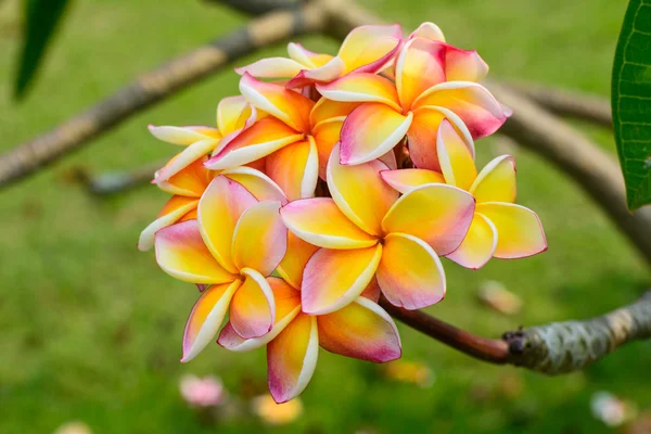 Frangipani çiçekler taze yakınındaki
