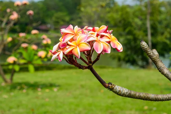 Frangipani çiçekler taze yakınındaki