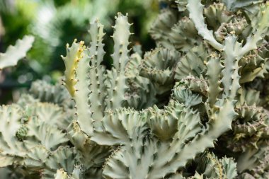 Çeşitli kaktüs bitkileri, seçici odak