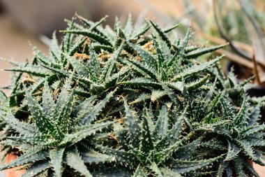 Çeşitli kaktüs bitkileri, seçici odak