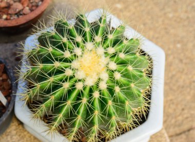 Çeşitli kaktüs bitkileri, seçici odak