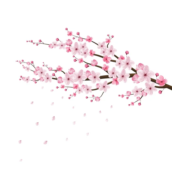 Körsbärsblommor realistisk vektor, sakura, japan — Stock vektor