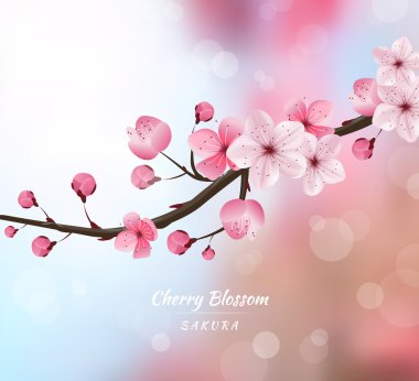 cherry blossom realistic vector, blur background clipart