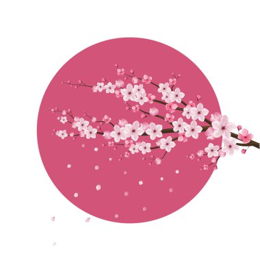 kiraz çiçeği gerçekçi vektör, Japonya