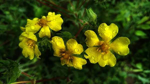 Yağmurdan sonra çimenlikte sarı kır çiçekleri