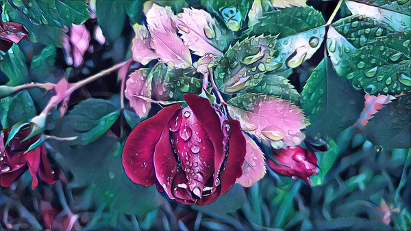 Rote Rosen Nach Regen Sommer Garten — Stockfoto