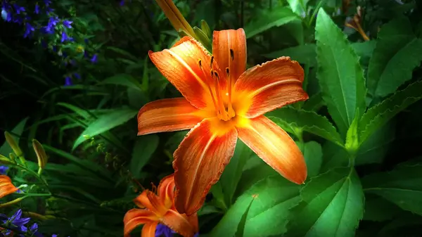 Orangefarbene Lilien Regentropfen Sommer Garten — Stockfoto