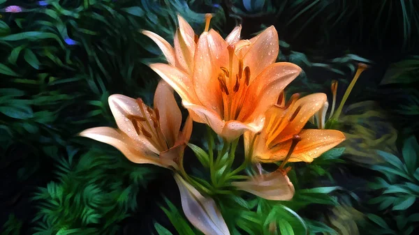 Orange Lilies Raindrops Summer Garden — Stock Photo, Image