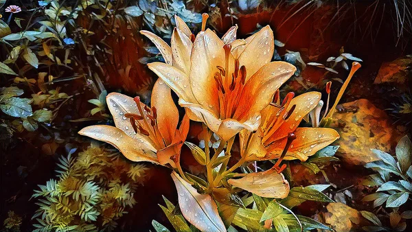 Pomerančové Lilie Dešťových Kapkách Létě Zahradě — Stock fotografie