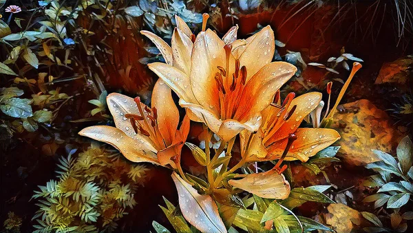 Lírios Laranja Gotas Chuva Verão Jardim — Fotografia de Stock