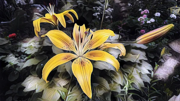 Gelbe Lilie Einem Sommerabend Garten — Stockfoto