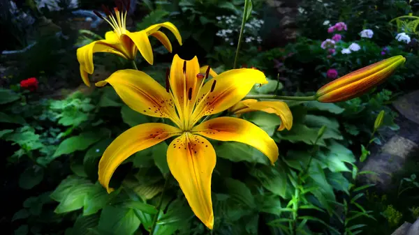 Sarı Zambak Bir Yaz Gecesinde Bahçede — Stok fotoğraf