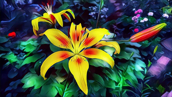 Yellow Lily Summer Night Garden — Stock Photo, Image