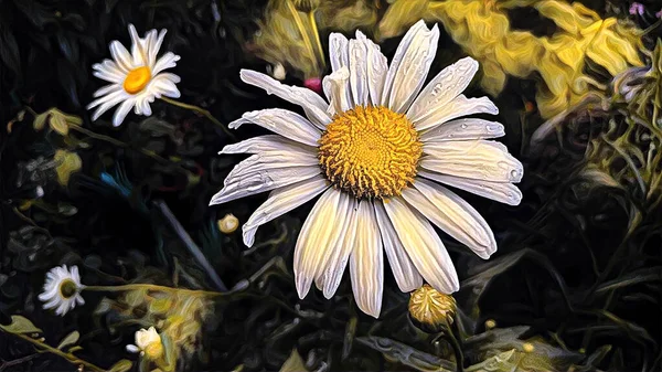 Camomille Blanche Été Dans Champ Après Pluie — Photo