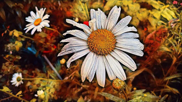 Yazın yağmurdan sonra beyaz papatya çayı