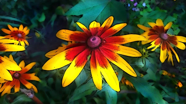 Garden Flower Rudbeckia Summer Day Flower Bed — Stock Photo, Image