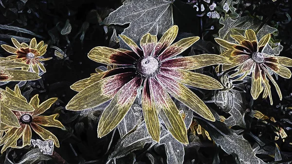 Flor Jardín Rudbeckia Una Noche Verano Macizo Flores — Foto de Stock