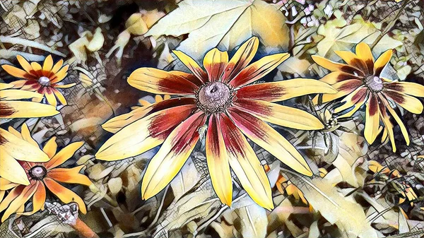 Kwiat Ogrodowy Rudbeckia Letni Dzień Kwietniku — Zdjęcie stockowe
