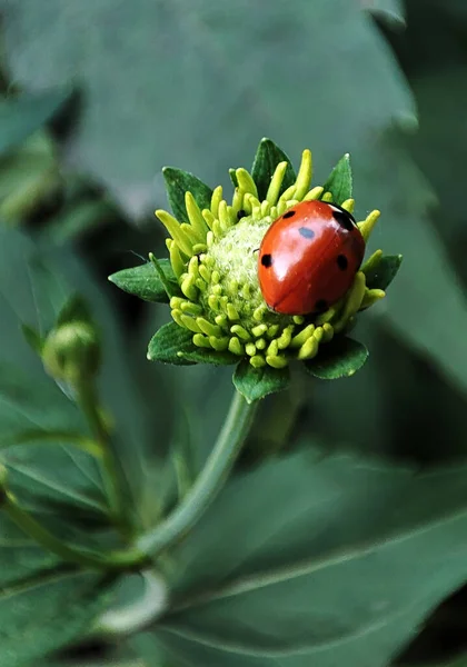 花の芽の初夏の朝の赤いてんとう虫 — ストック写真