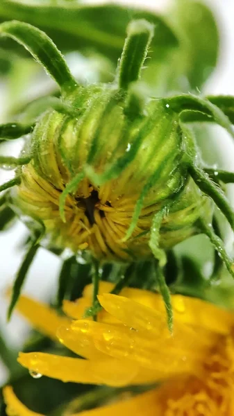 花壇の夏の日に雨滴でドロニクム芽 — ストック写真