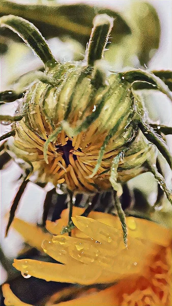 Bir yaz günü çiçek tarhında yağmur damlalarında Dronicum tomurcukları