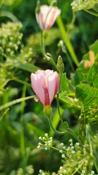 Little Spider Pink Bindweed Flower Summer Meadow — Stock Photo, Image