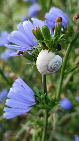 夏に牧草地で青いチコリの花にカタツムリ — ストック写真