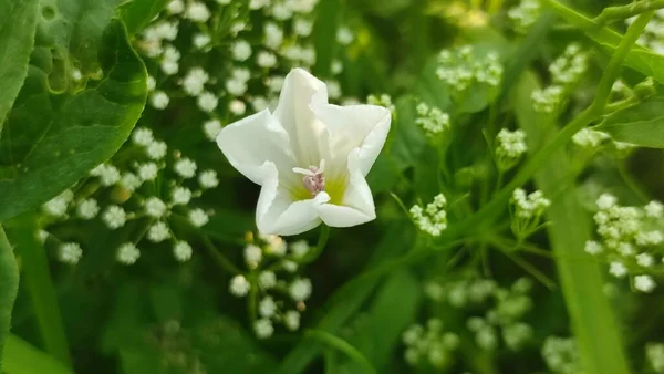 Bir yaz sabahı çayırda beyaz bir çiçek.
