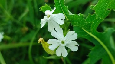 Çayırda bir yaz sabahı Beyaz Gülen Çiçek