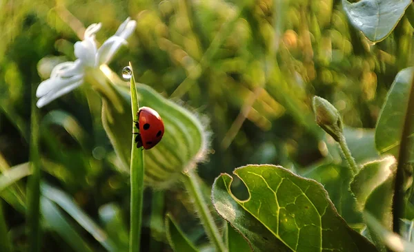 草の緑の刃の上に初夏の朝のてんとう虫 — ストック写真