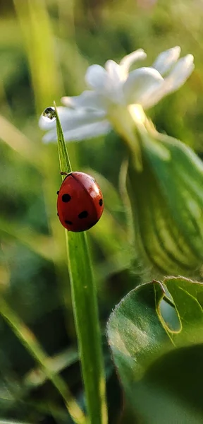 Joaninha Uma Manhã Cedo Verão Uma Lâmina Verde Grama — Fotografia de Stock