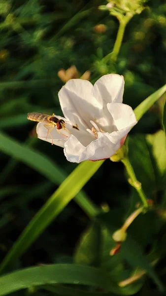 Hornet Bílém Bindweed Květu Létě Louce — Stock fotografie